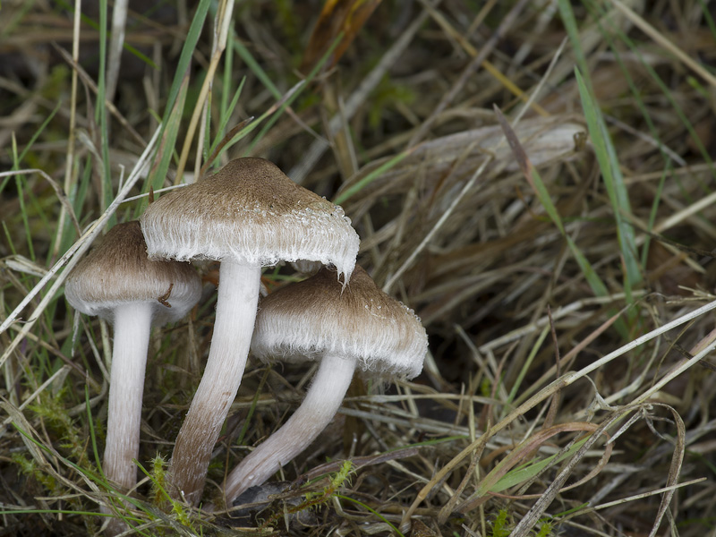 Inocybe curvipes